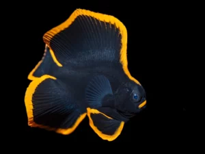 juvenile-batfish-black-background-james-emery