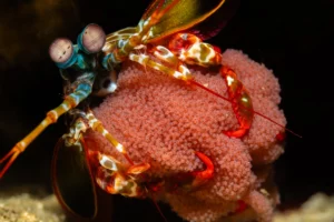 mantis-shrimp-with-eggs-james-emery