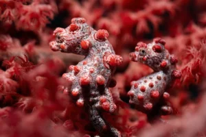 pygmy-seahorse-red-sea-fan-james-emery