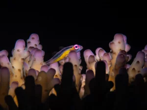 small-fish-among-coral-james-emery