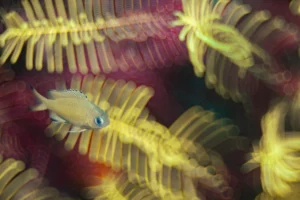small-fish-among-feather-star-arms-james-emery