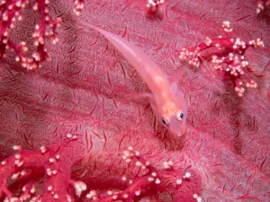 small-fish-on-pink-soft-coral-james-emery